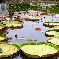 Kebun Raya Bogor