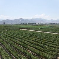Wineries and Vineyards for traditional Pisco Produ