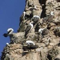 Guano Islands, Islets, and Capes National Reserve 