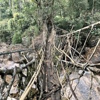 Jingkieng jri: Living Root Bridge