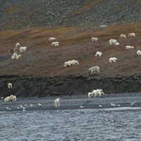 Wrangel Island