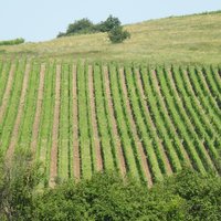 Tokaji Wine Region