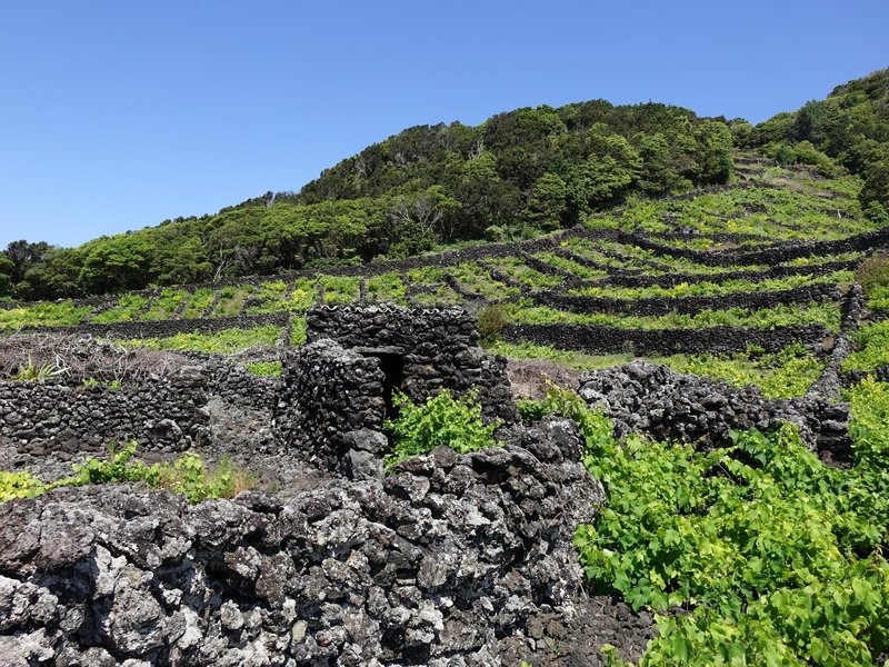 Pico Island by Els Slots