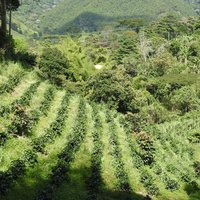 Coffee Cultural Landscape