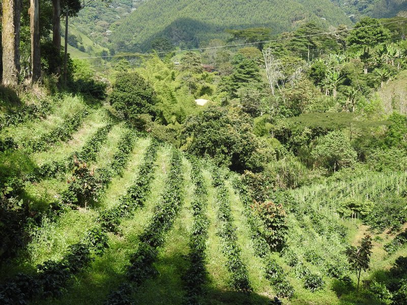 Coffee Cultural Landscape by Els Slots