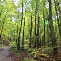 Primeval Beech Forests