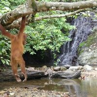 Tropical Rainforest Sumatra