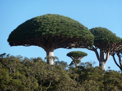 Socotra Archipelago by Roman Bruehwiler