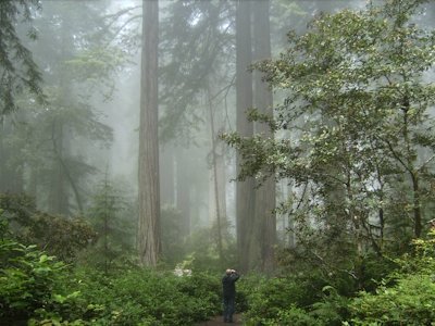 Redwood by Jonas Kremer