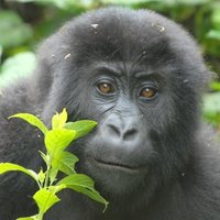 Kahuzi-Biega National Park