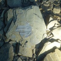 Chengjiang Fossil Site