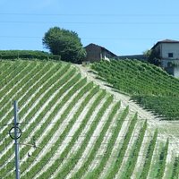 Vineyard Landscape of Piedmont