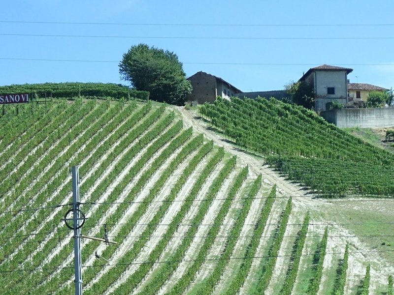 Vineyard Landscape of Piedmont by Els Slots