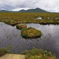 The Flow Country