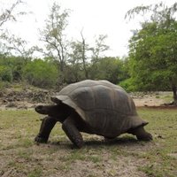 Aldabra Atoll