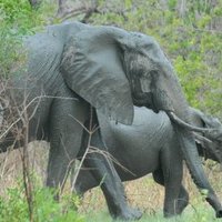 Selous Game Reserve