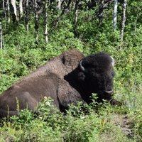 Wood Buffalo National Park