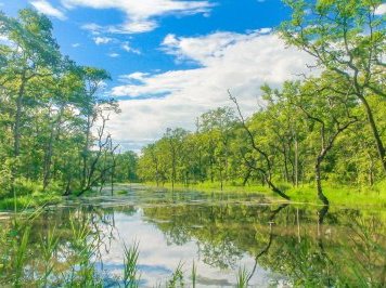 Chitwan National Park by Carlo Sarion