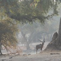 Mana Pools