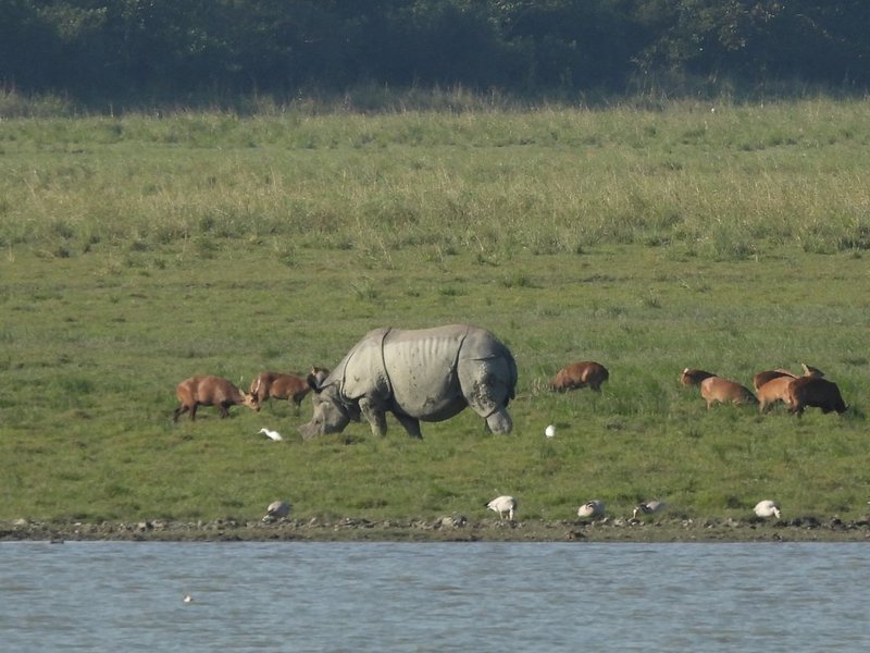 Kaziranga National Park by Els Slots