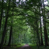 Białowieża Forest