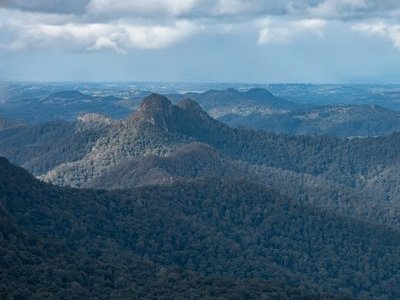 Gondwana Rainforests by Carlo Sarion