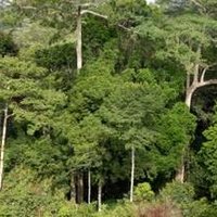 Dja Faunal Reserve