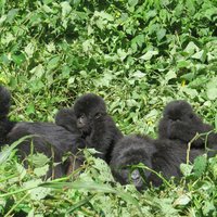 Virunga National Park