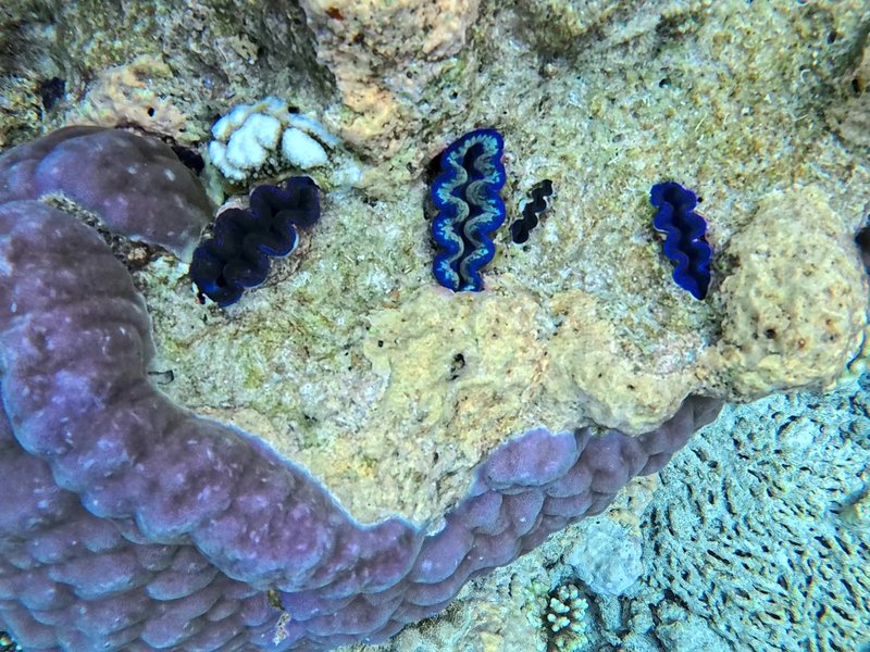 Tubbataha Reefs by Clyde