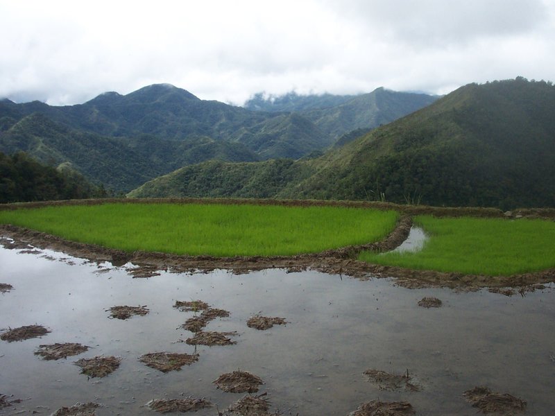 Rice Terraces of the Philippine Cordilleras by Els Slots