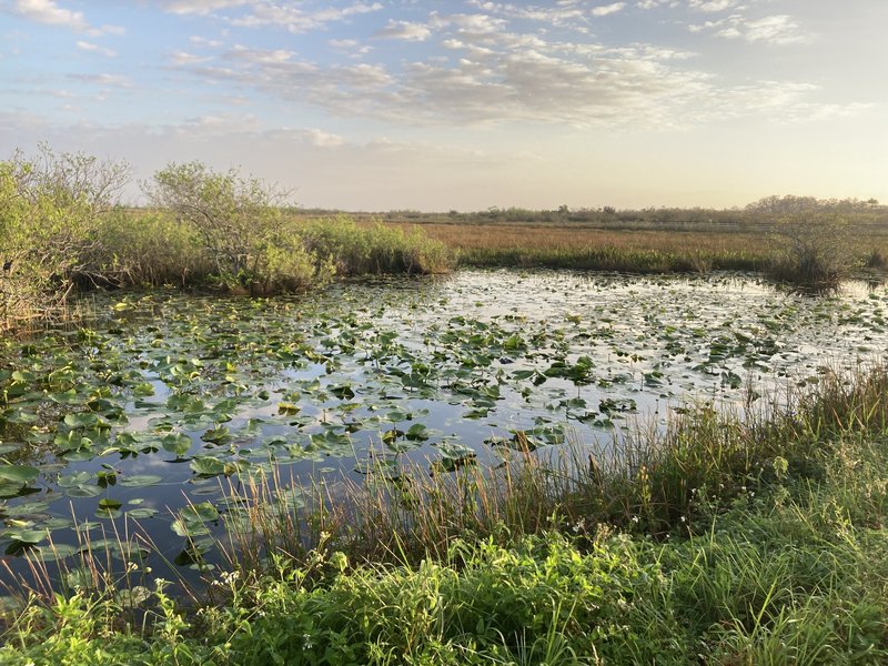 Everglades by Els Slots