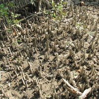 The Sundarbans