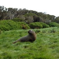 Sub-Antarctic Islands by Roman Bruehwiler