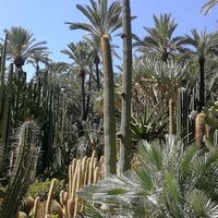 Palmeral of Elche