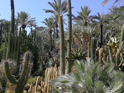 Palmeral of Elche by Jan-Willem